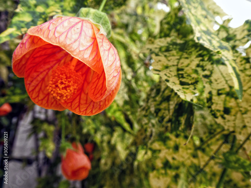 Abutilon (Abutilon pictum) Thompsonii flower and leaves photo