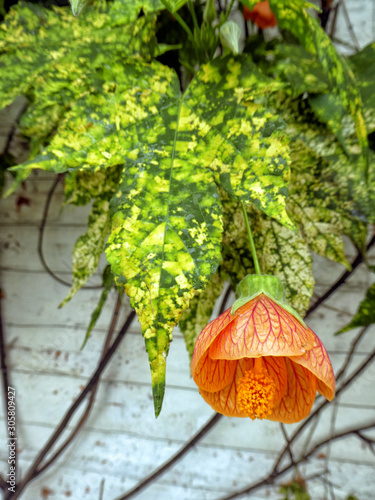 Abutilon (Abutilon pictum) Thompsonii leaves and orange flower photo