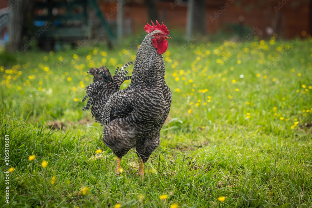 Black cock standing in grass . chicken,pets,poultry,farm and restaurant concepts