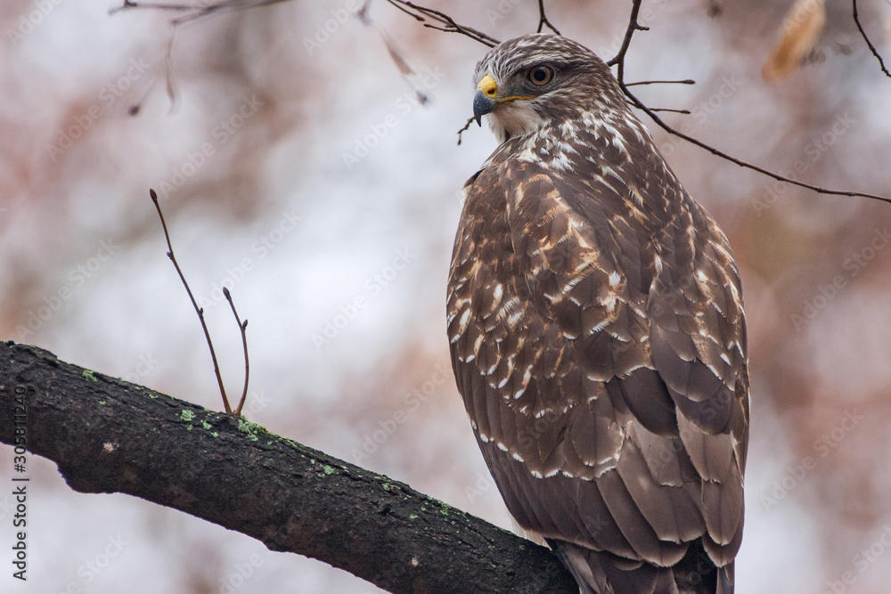 Fototapeta premium portrait of a common buzzard