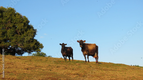 cows in a field