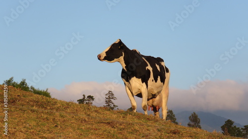 cow in a field