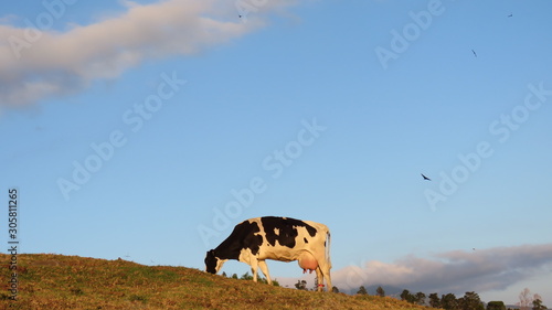 cow in the field