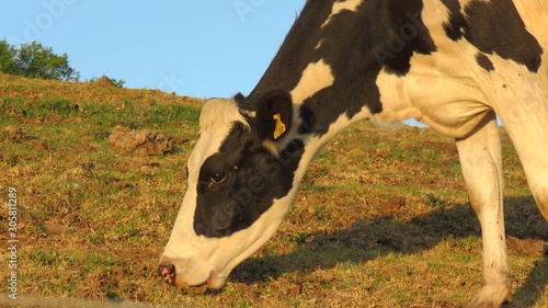 cow in field