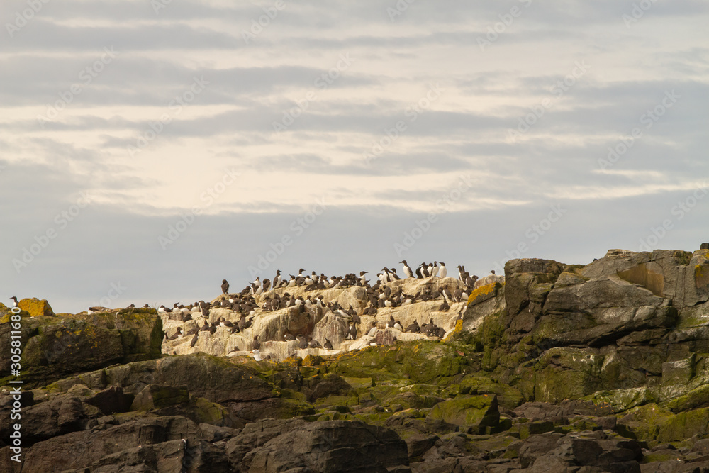 Seals on the shore in The Farne Islands