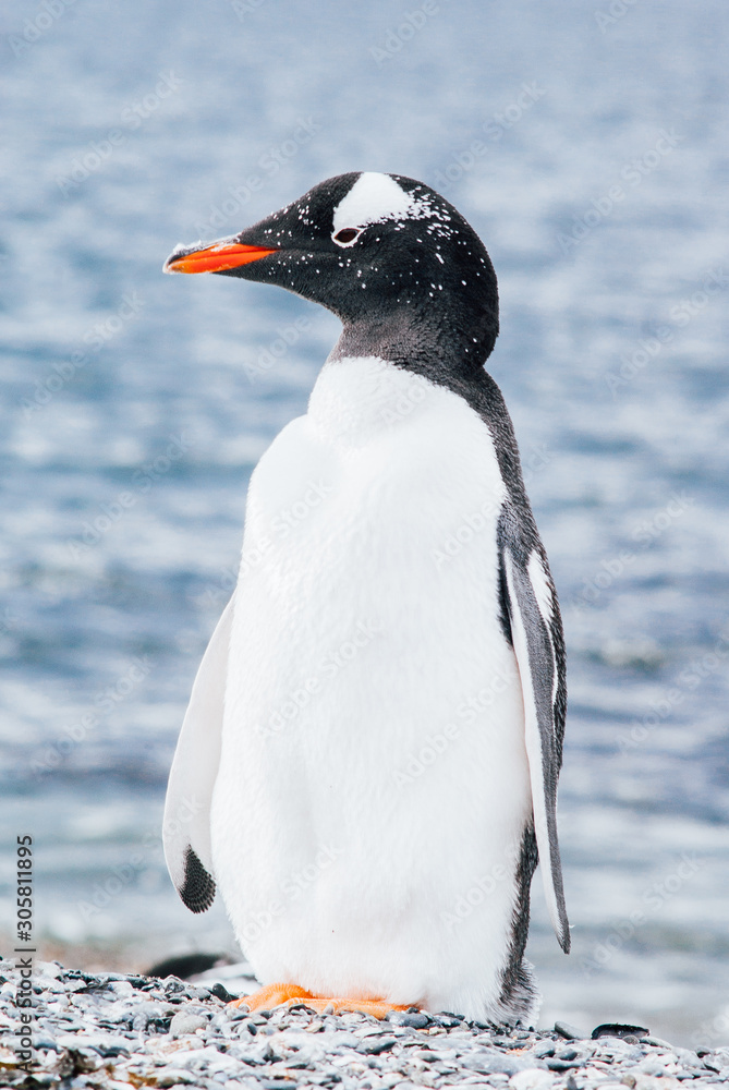 Fototapeta premium Island of Penguins in the Beagle Channel, Ushuaia, Argentina.
