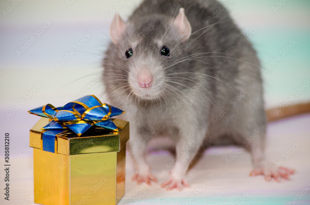Fototapeta premium Gray cute funny festive rat on a rainbow background with a golden gift box with a bow, concept for a holiday card with a copyspace