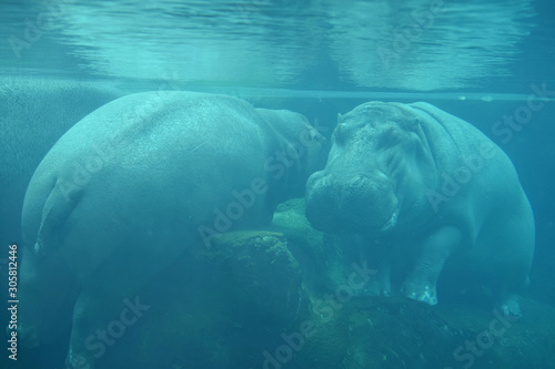 Sleeping hippopotamus under water at the Granby Zoo, Quebec, Canada