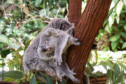 Fototapeta Naklejka Na Ścianę i Meble -  Koalas in a tree