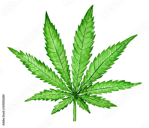 Watercolor green cannabis leaf isolated on white background. Hand painted botanical illustration.	