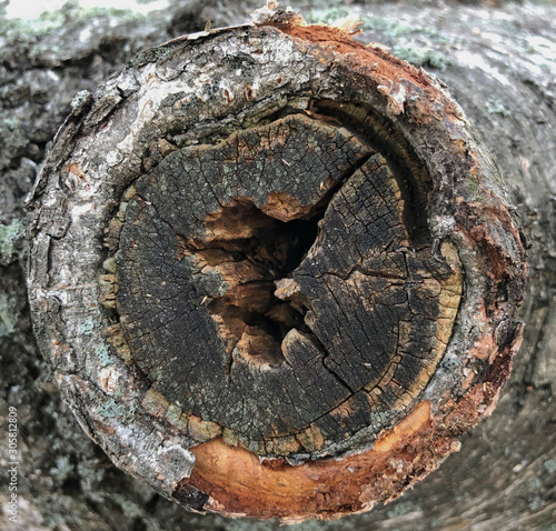 Closeup cut on the tree trunk