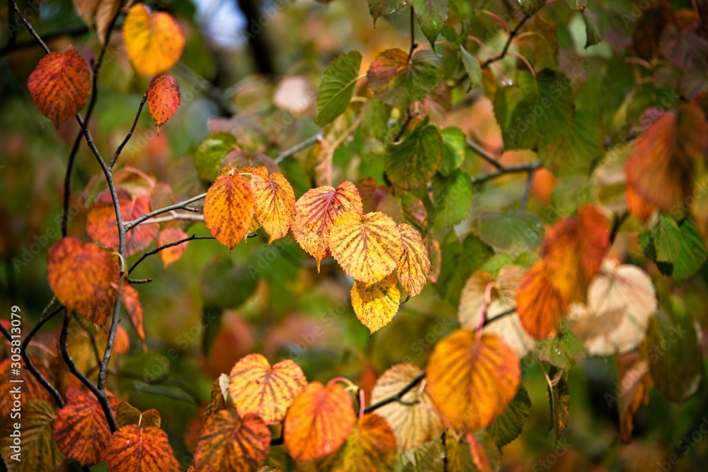 Beautiful tree leaves showing vibrant autumn colours