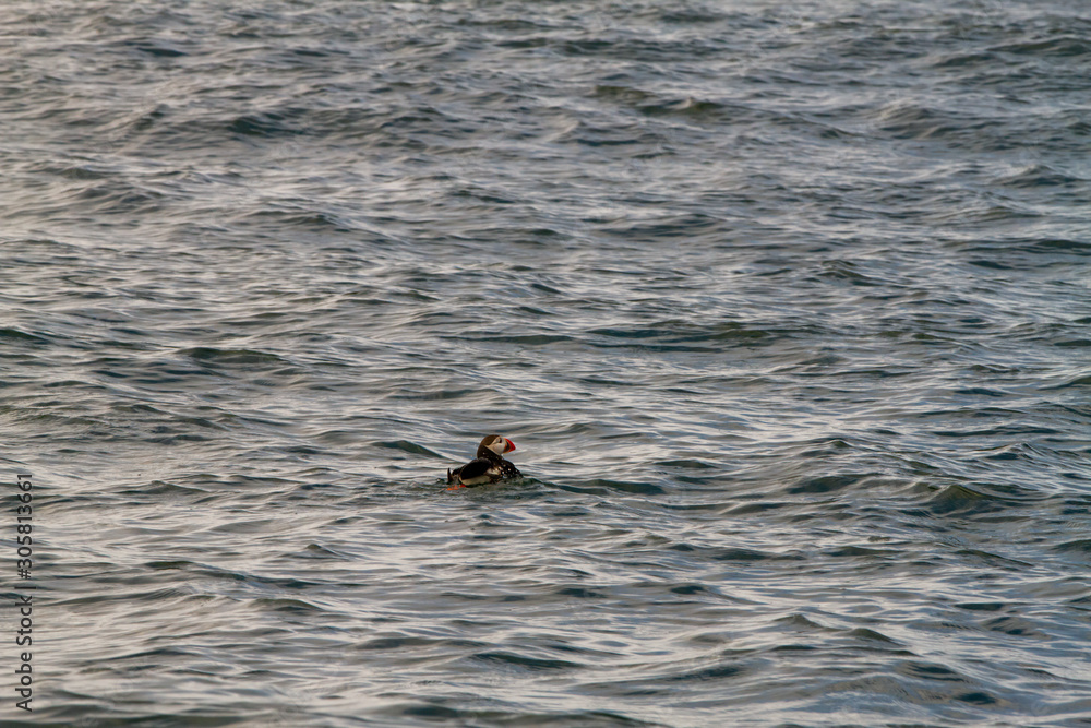 Obraz premium Birds in Farne Islands, UK