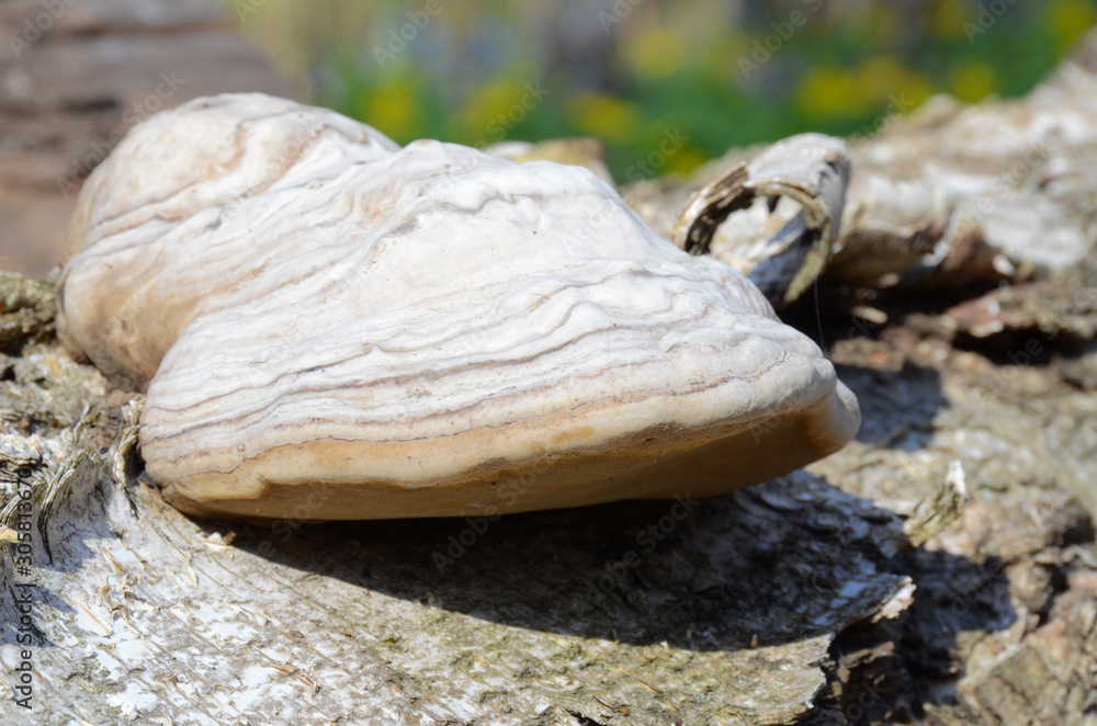 Expressive hoof fungus with the striped light colored peel, grown on the fallen trunk. Tinder fungus, or the hoof fungus (Fomes fomentarius) - is a species of the Fomes gen., the perennial woody fungi Expressive hoof fungus with the striped light colored peel, grown on the fallen trunk. Tinder fungus, or the hoof fungus (Fomes fomentarius) - is a species of the Fomes gen., the perennial woody fungi