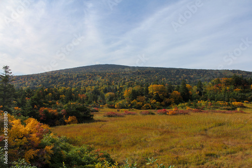 Japanese autumn leaves