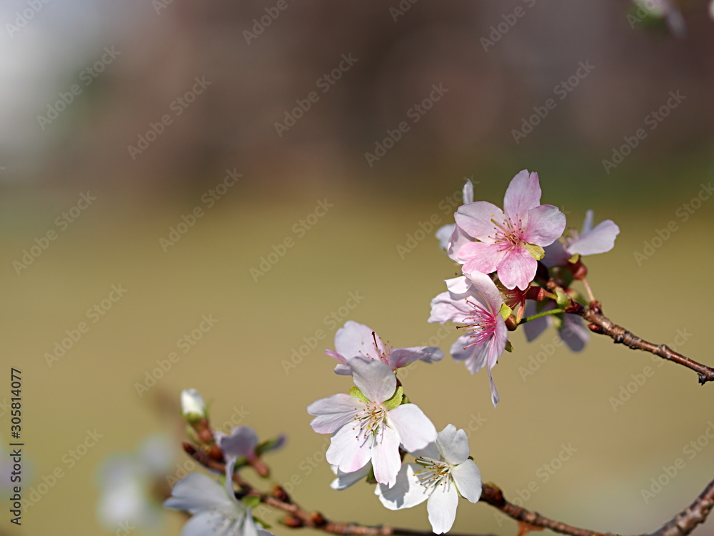 四季桜の花のアップ
