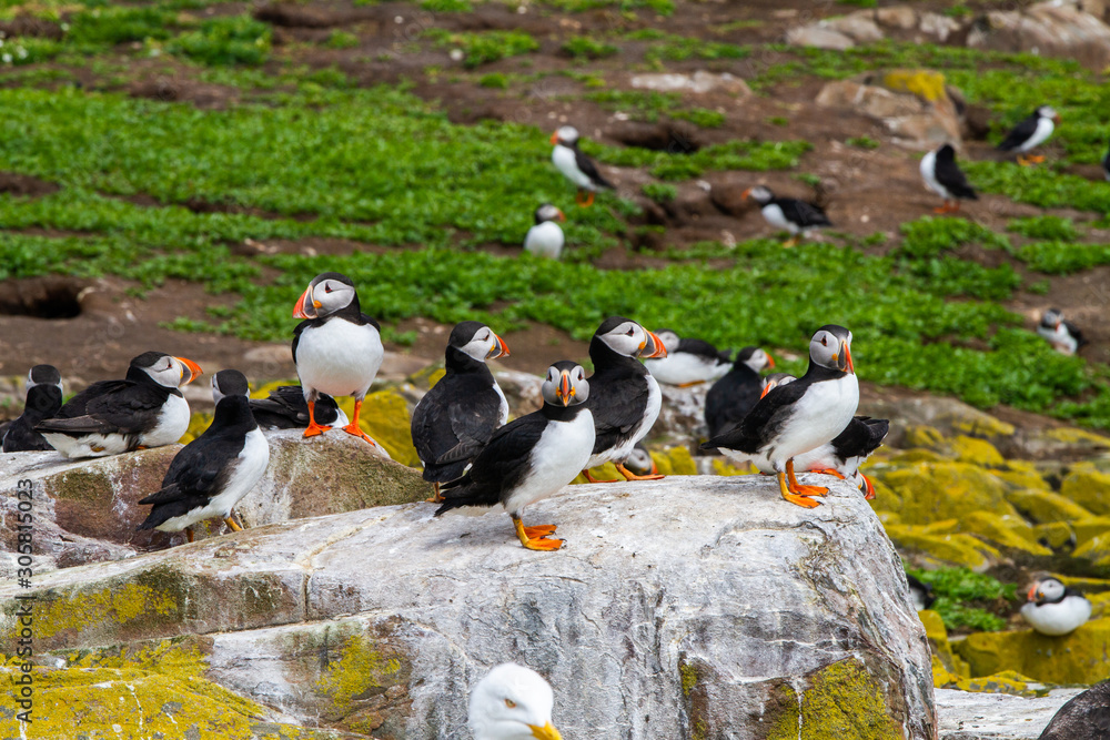 Fototapeta premium Puffins in Farne Islands