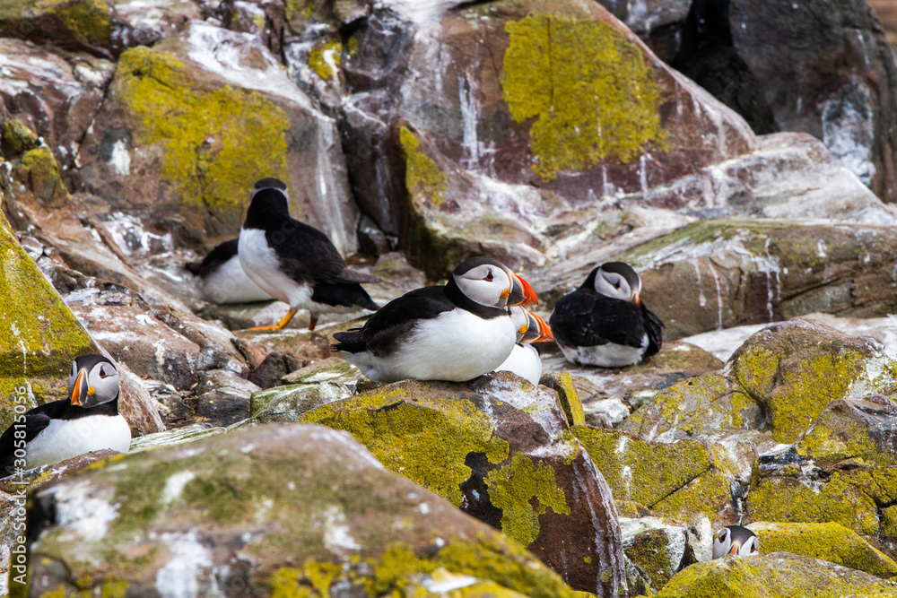 Fototapeta premium Puffins in Farne Islands