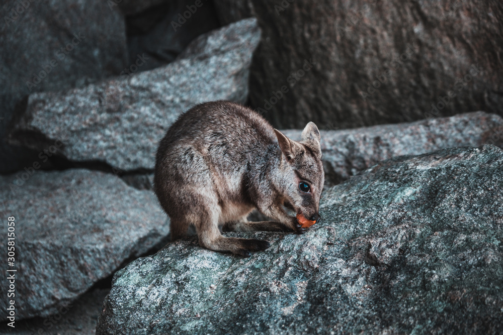 Rock wallaby sitting on a boulder and eating carrot, Magnetic island, Australia Rock wallaby sitting on a boulder and eating carrot, Magnetic island, Australia