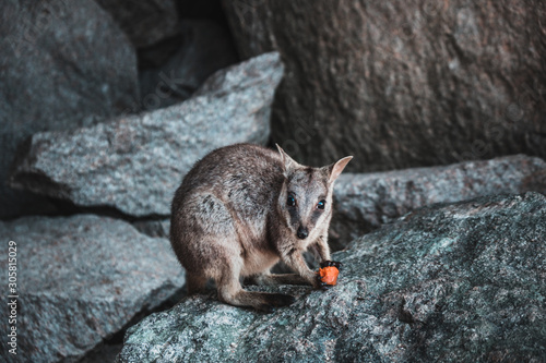 Rock wallaby sitting on a boulder and eating carrot, Magnetic island, Australia photo