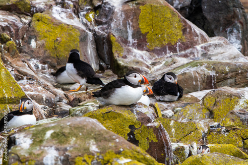 Puffins in Farne Islands