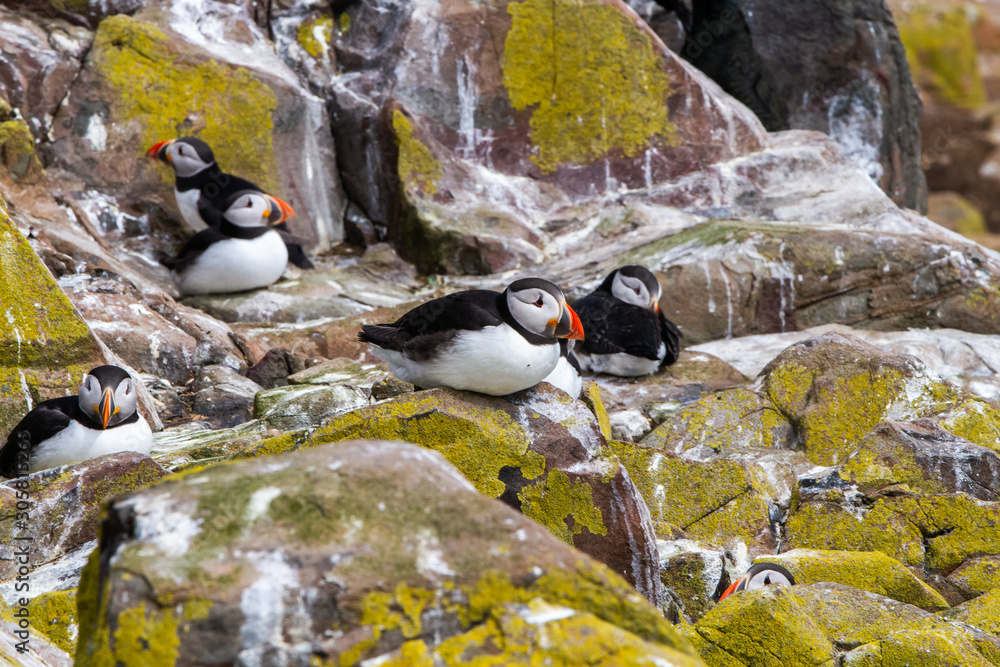 Fototapeta premium Puffins in Farne Islands