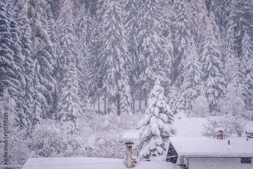 Wallpaper Mural Winter landscape in the town of Neustift in the Stubai Valley in Austria. Snowy trees after heavy snowfall Torontodigital.ca