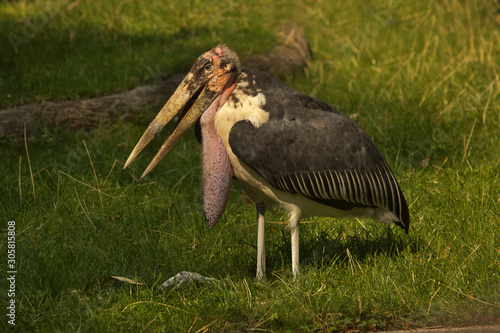 Marabou stork (Leptoptilos crumenifer) in zoo. photo