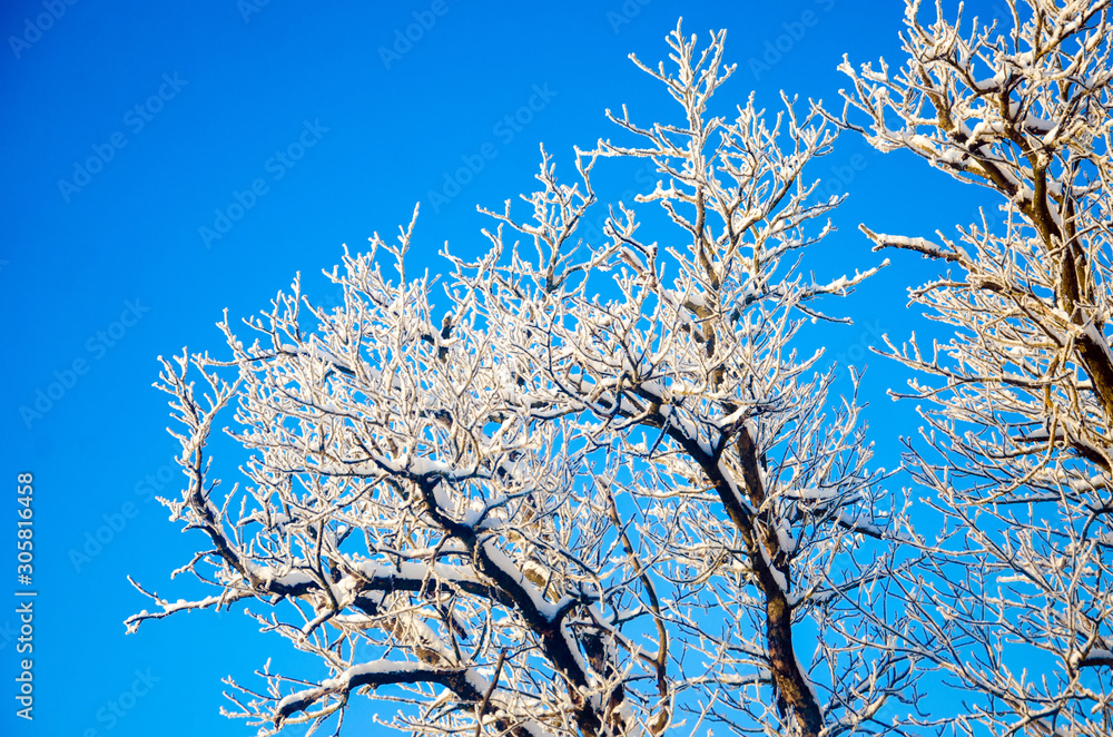 trees in the snow against a blue sky. Frosty morning. winter landscape