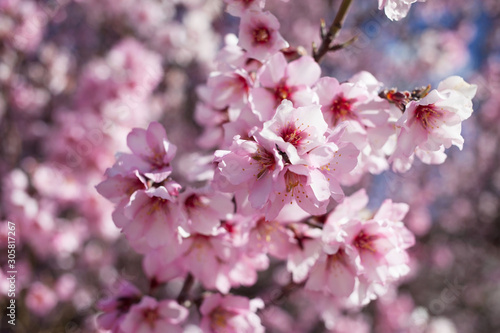 Flowering almond branches in the garden  background  blur.