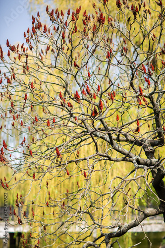 Wallpaper Mural Closeup of bright red fruits of the tree of smooth sumac or Rhus glabra during autumn. Concept of plants and herbs. Wallpaper and background. Vertical Torontodigital.ca