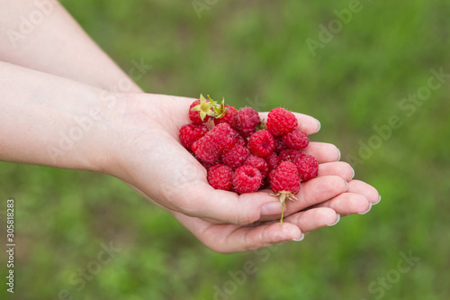 Red berries in the hands