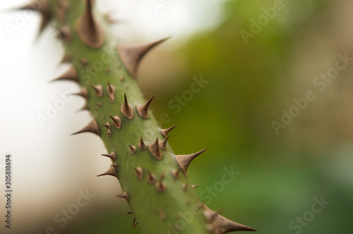 Thorns on a branch of roses. Green thorny branch. Sharp thorns. © Karina Guim