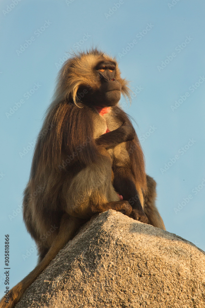 The Gelada Baboon. (Theropithecus Gelada). The Gelada Baboon. (Theropithecus Gelada).
