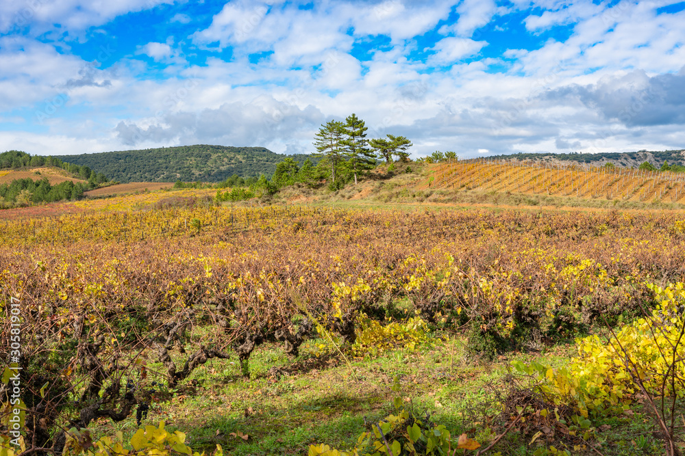 Agricultural fields with grapes after harvest. France Agricultural fields with grapes after harvest. France