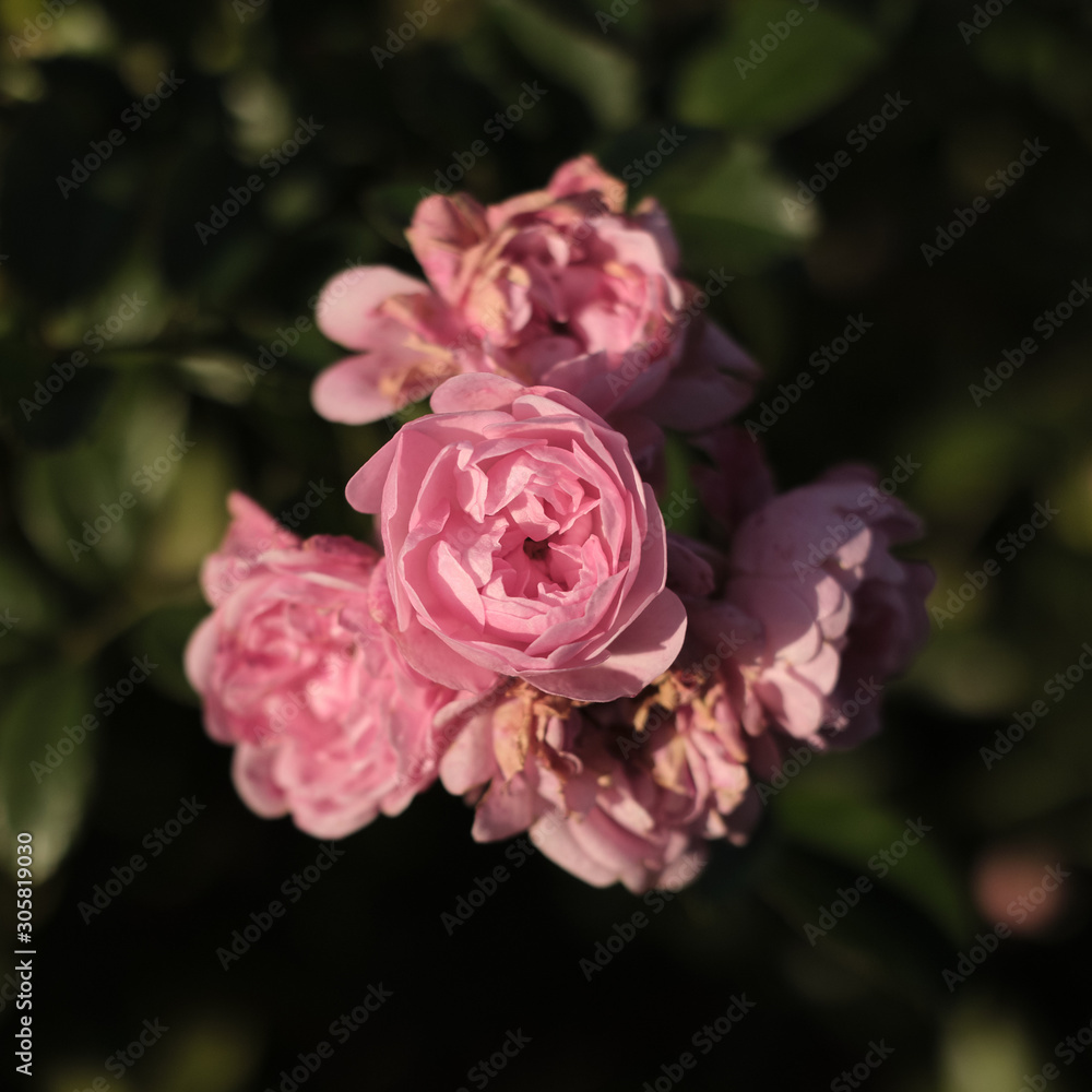 pink rose high angle closeup pink rose high angle closeup