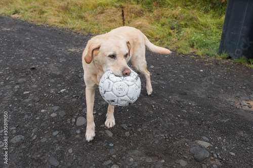 Dog play with big ball at the base of Laugarvatn, near the city of Reykjavik - Iceland. September 2019 photo