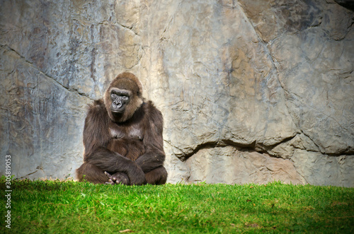 Foto A calm stoic large male gorilla sitting calmly in the grass in front of a stone