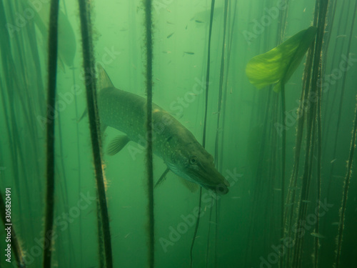 Adventurous picture of wild pike in nature habitat. Huge water volume with offshore vegetation in green tones color with big fish in the middle. photo