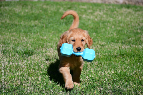 A Golden Retriever Puppy playing outdoors