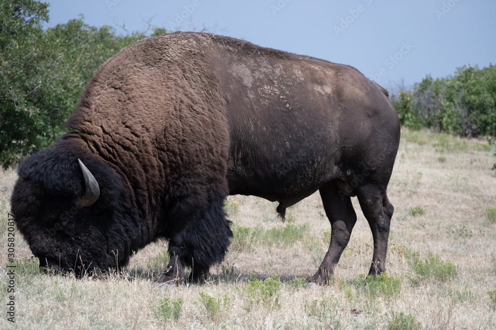 American Bison grazing for food in preparation for winter