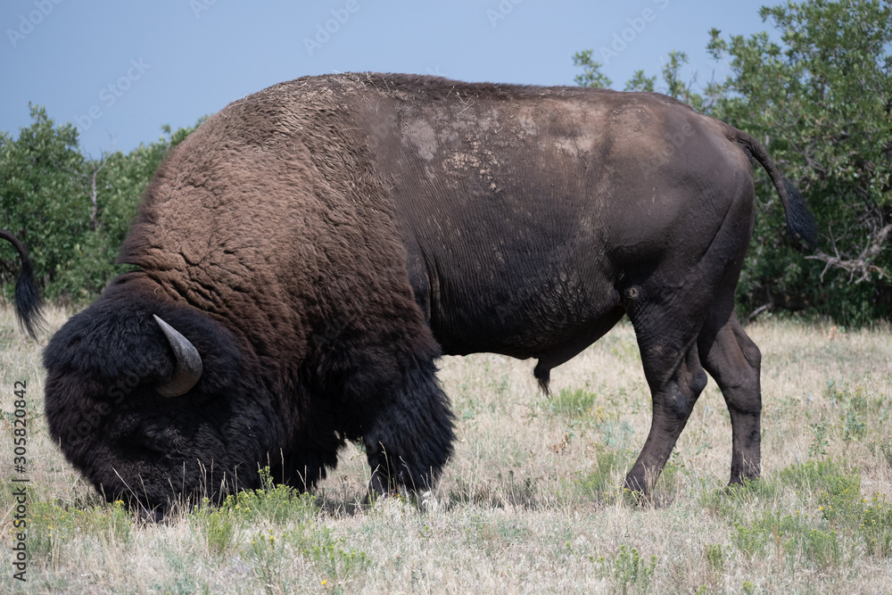 American Bison grazing for food in preparation for winter American Bison grazing for food in preparation for winter