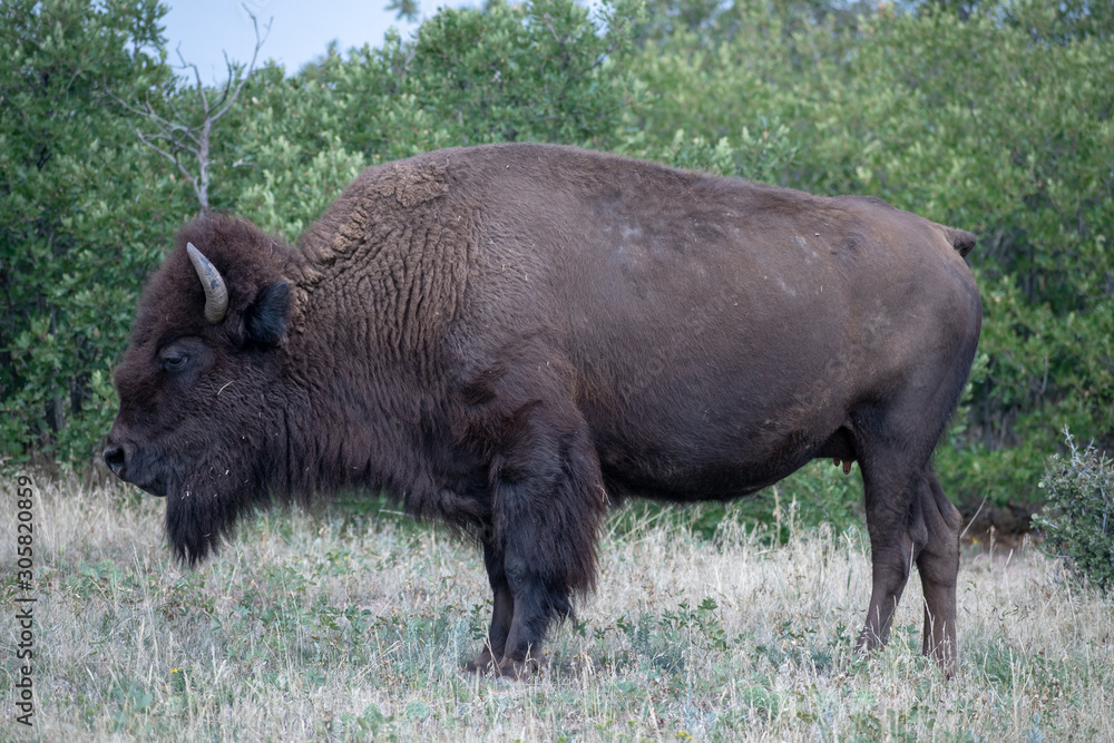 American Bison grazing for food in preparation for winter American Bison grazing for food in preparation for winter