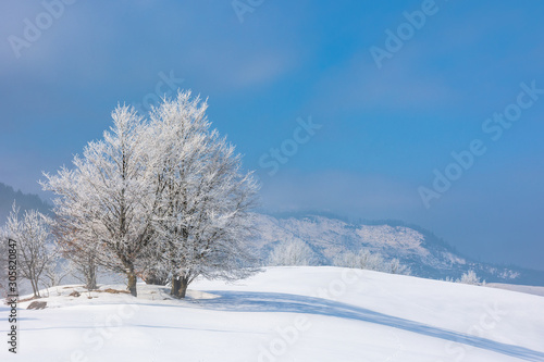 bunch of trees in hoarfrost on snow covered hill. sunny morning landscape. hazy weather with blue sky. wonderful winter nature scenery of white season in carpathian mountains
