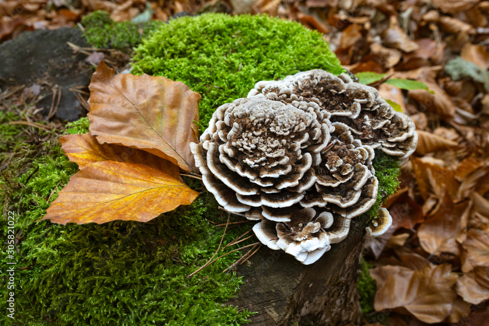 Turkey tail mushroom and autumn leaves on a mossy trunk. Trametes versicolor. Turkey tail mushroom and autumn leaves on a mossy trunk. Trametes versicolor.