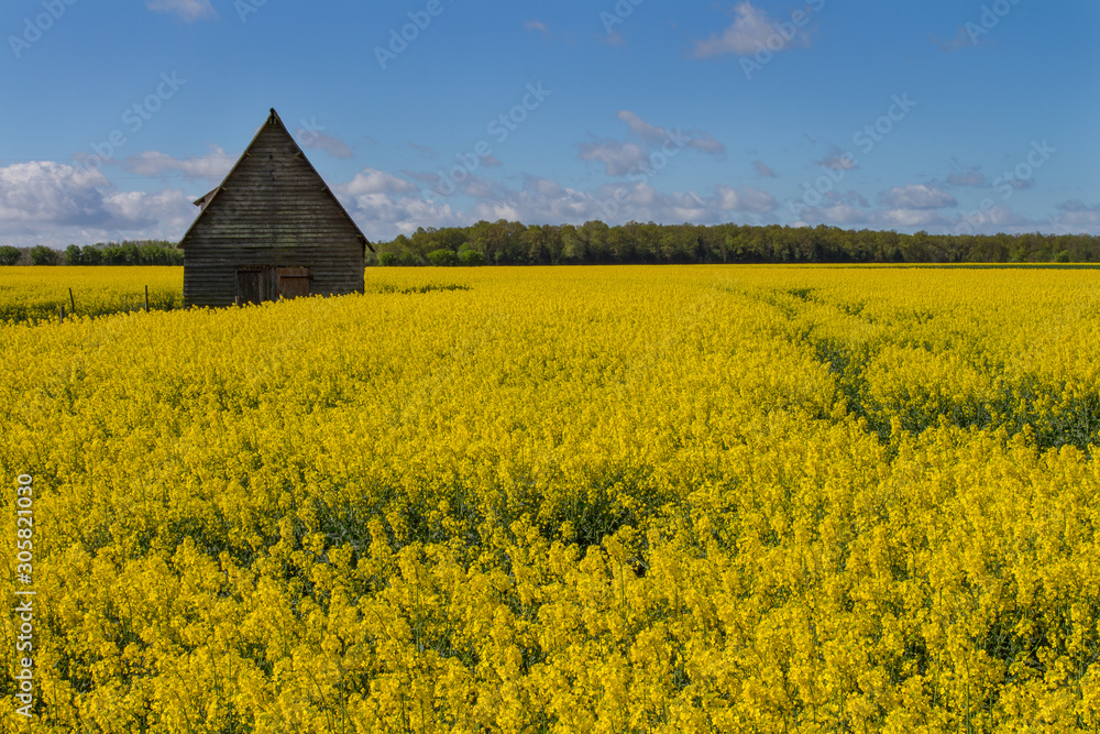 Champs de colza en fleur, avec une grange au milieu