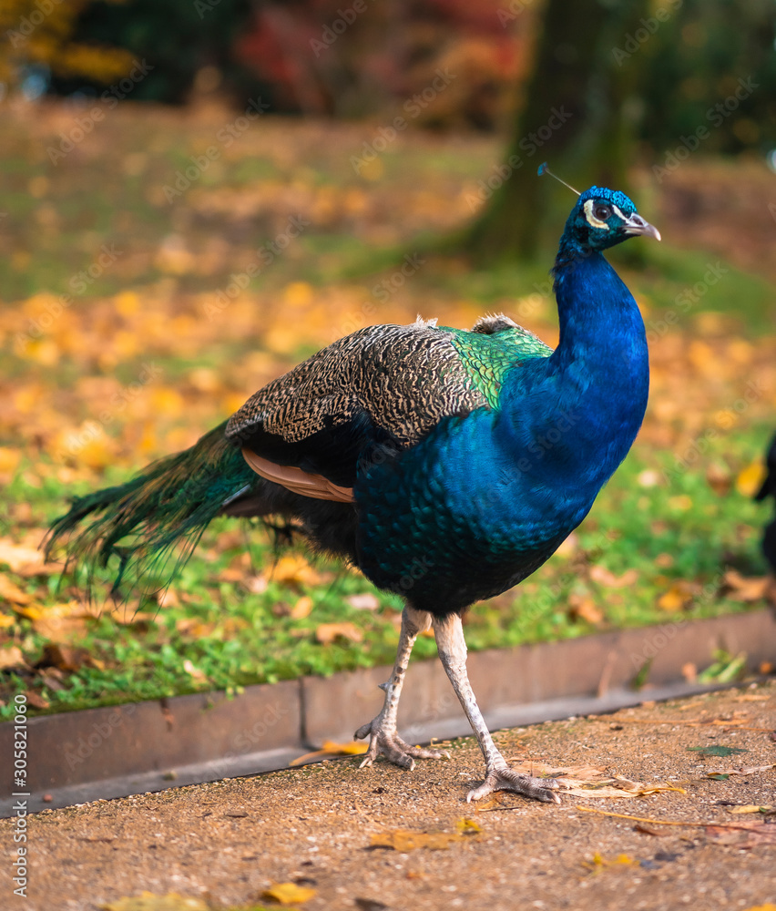 Peacock walking through a park in San Sebastian. Basque Country Peacock walking through a park in San Sebastian. Basque Country