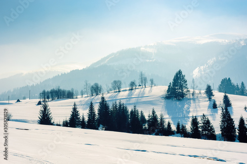 mountainous rural landscape in wintertime. wonderful scenery on a bright sunny day. spruce forest on snow covered rolling hills. beautiful scenery of borzhava ridge