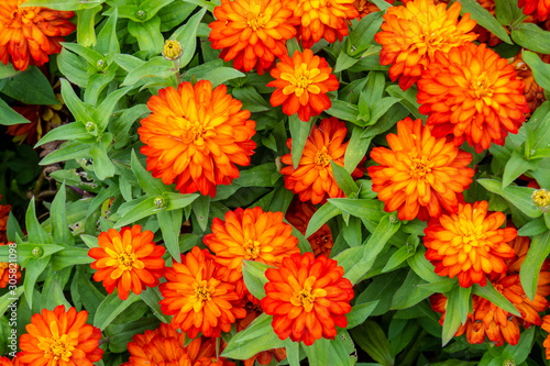 Bright and colorful flowers in springtime