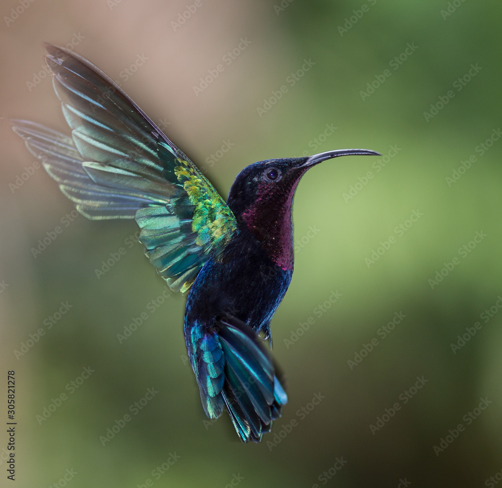 Fototapeta premium Colibri en vol, en gros plan